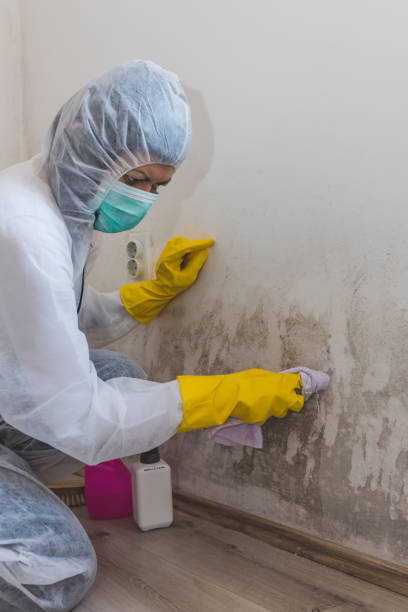 Best Comprehensive Air Testing for Mold Contaminants  in Morenci, MI