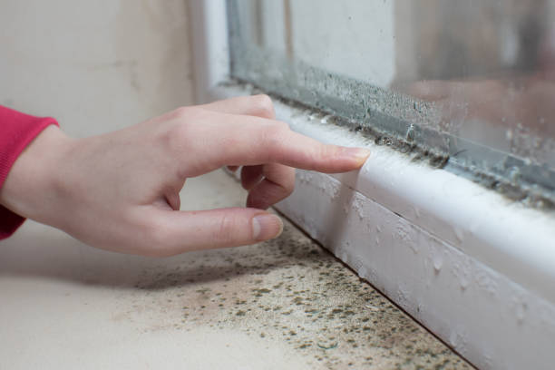 Mold Removal for HVAC Installations in Morenci, MI