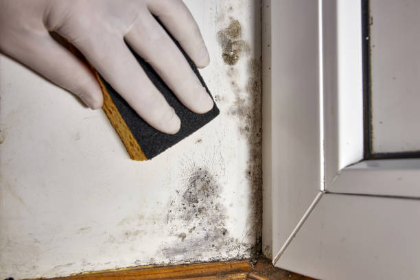 Professional Mold Removal in Morenci, MI